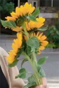 陆芷音秦玦