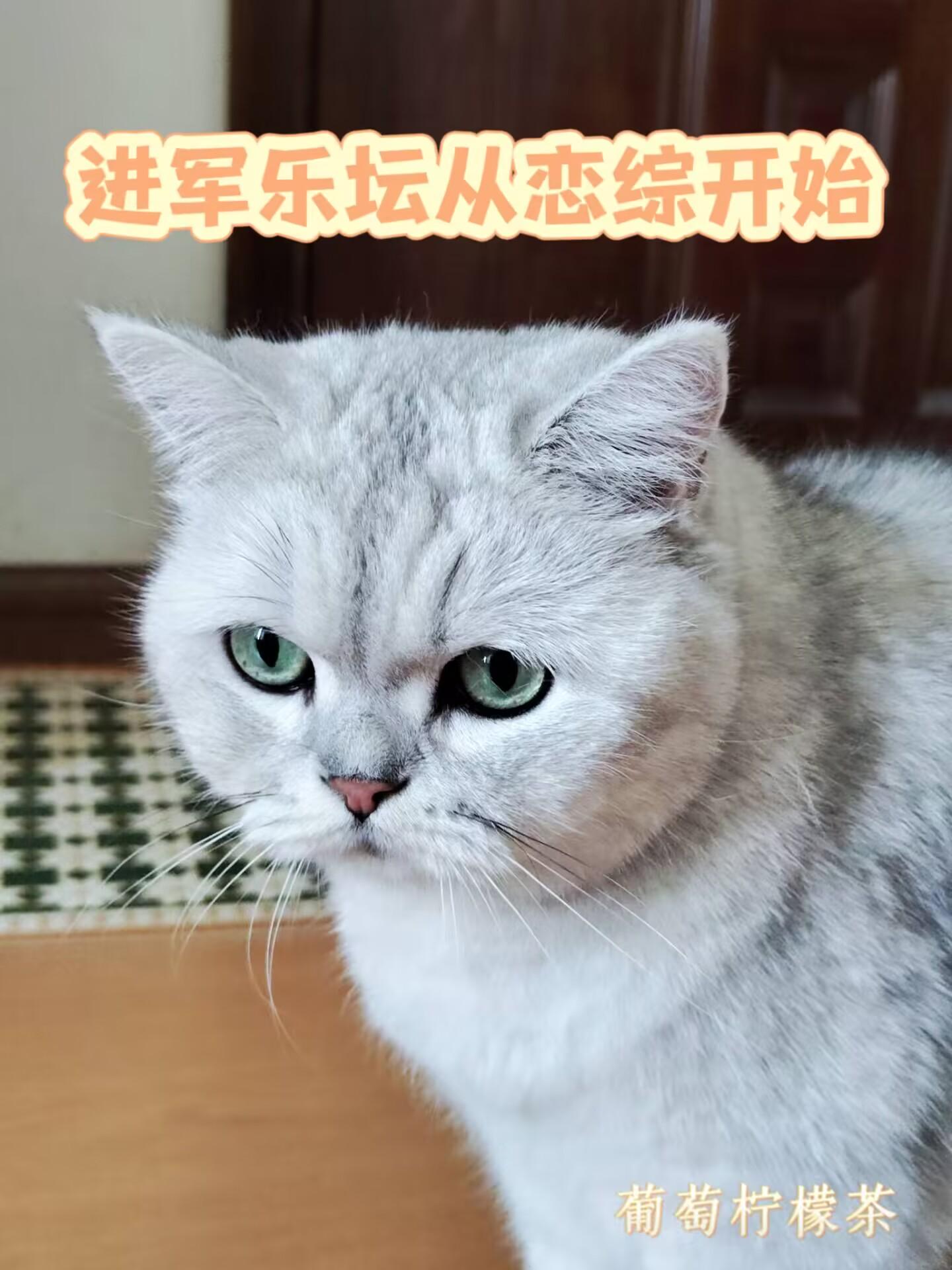 从恋爱综艺开始曝光自己